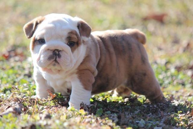 pictures of baby english bulldogs