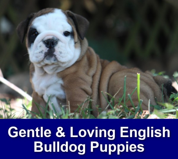 are old english bulldogs good with babies