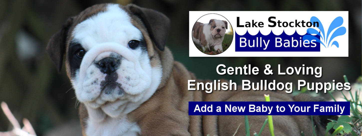 Dog for adoption - BULLY, an English Bulldog Mix in Bonney Lake, WA