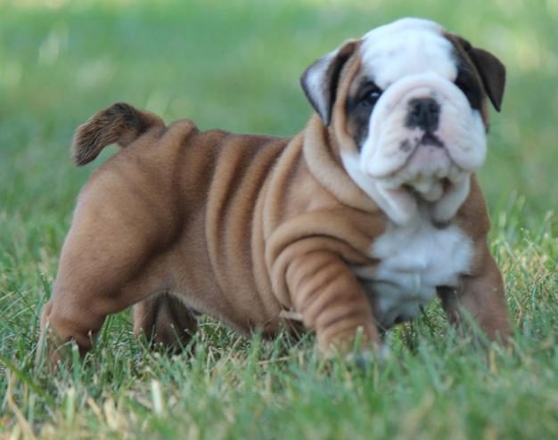 Home - Lake Stockton Bully Babies