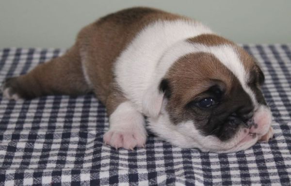 Titus - Bulldog Puppy