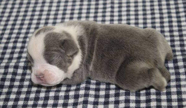 Violet - Bulldog Puppy