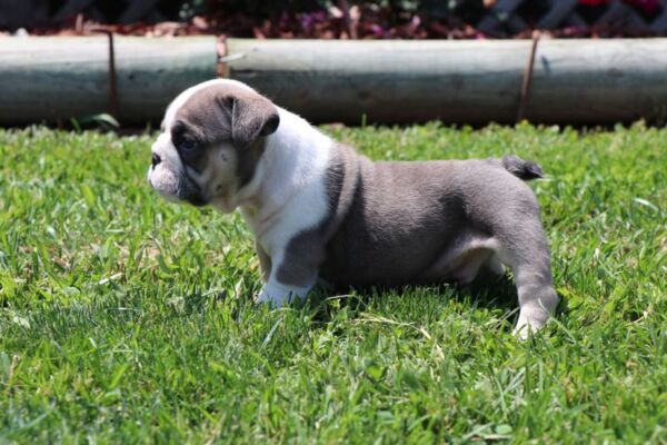 Winston - English Bulldog Puppy