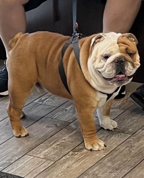 Louie - English Bulldog Sire