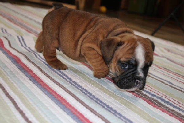 Braxton - English Bulldog Puppy