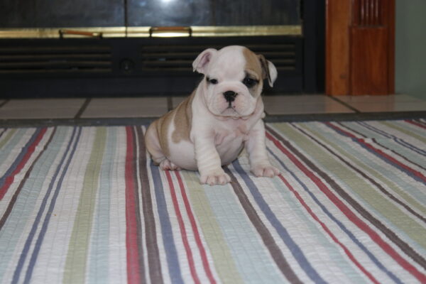 Daisy - English Bulldog Puppy