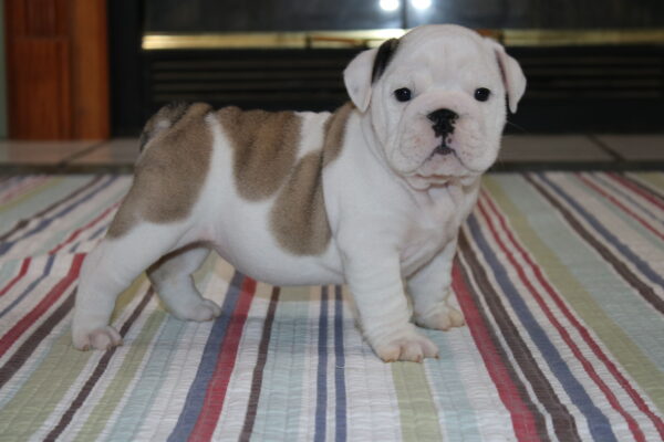 Darla - English Bulldog Puppy