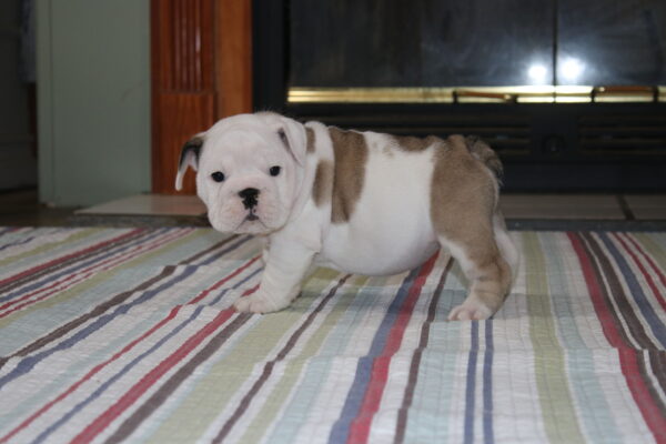 Darla - English Bulldog Puppy