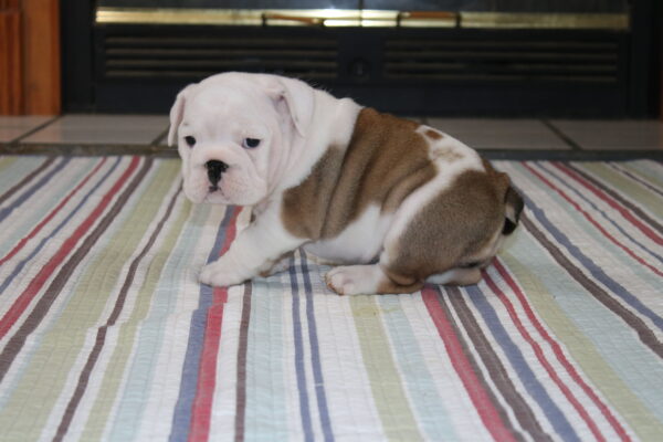 Dori - English Bulldog Puppy