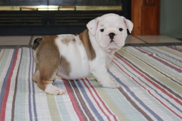 Dori - English Bulldog Puppy